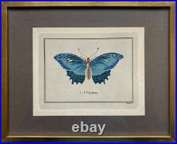 Lithographies Colorées Le Papillon Polydamas Pietro Scattaglia Schmetterling