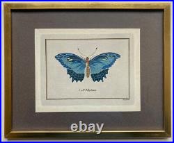 Lithographies Colorées Le Papillon Polydamas Pietro Scattaglia Schmetterling