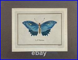 Lithographies Colorées Le Papillon Polydamas Pietro Scattaglia Schmetterling