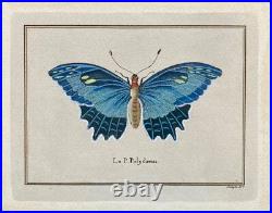 Lithographies Colorées Le Papillon Polydamas Pietro Scattaglia Schmetterling