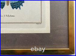 Lithographies Colorées Le Papillon Polydamas Pietro Scattaglia Schmetterling