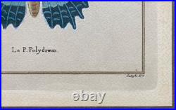 Lithographies Colorées Le Papillon Polydamas Pietro Scattaglia Schmetterling