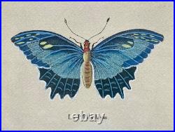 Lithographies Colorées Le Papillon Polydamas Pietro Scattaglia Schmetterling