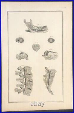 Mâchoire vertèbres coccyx facrum 1759 d'après Tarsis Ostéologie Médecine