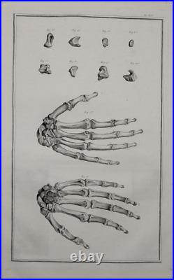 Mains Anatomie Ostéologie Tarsis 1759 originale Mains Anatomie Ostéologie Tarsis 1759 originale
