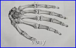 Mains Anatomie Ostéologie Tarsis 1759 originale Mains Anatomie Ostéologie Tarsis 1759 originale