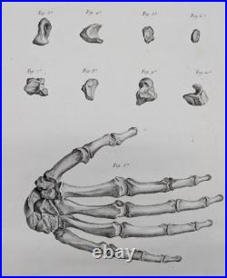 Mains Anatomie Ostéologie Tarsis 1759 originale Mains Anatomie Ostéologie Tarsis 1759 originale