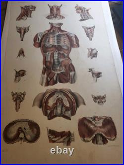 N. H. JACOB (1782-1871) Planche originale monumentale dessinée d'après nature 19e