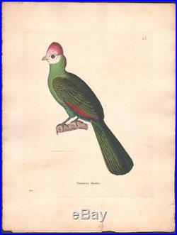 Nicolas Huet. Oiseau Touracou Pauline. Eau-forte. 1838
