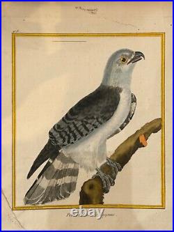 OISEAUX RAPACE Autour de Cayenne Buffon & Martinet 1770