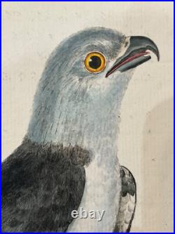 OISEAUX RAPACE Autour de Cayenne Buffon & Martinet 1770