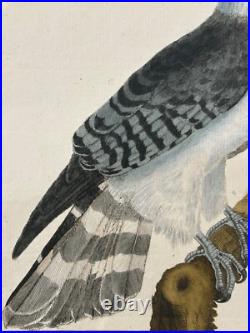 OISEAUX RAPACE Autour de Cayenne Buffon & Martinet 1770