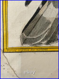 OISEAUX RAPACE Autour de Cayenne Buffon & Martinet 1770