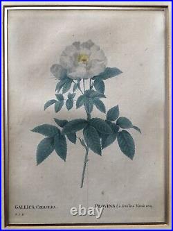 Pierre Joseph Redouté Lithographie Colorée Callica Corulea À Feuilles Bleutées