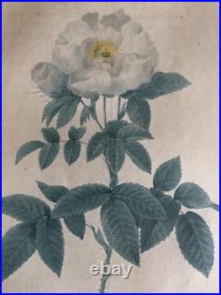 Pierre Joseph Redouté Lithographie Colorée Callica Corulea À Feuilles Bleutées