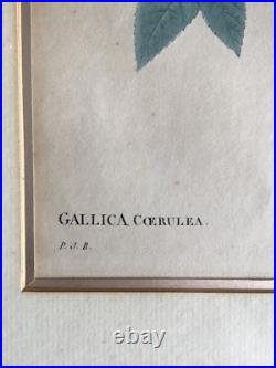 Pierre Joseph Redouté Lithographie Colorée Callica Corulea À Feuilles Bleutées