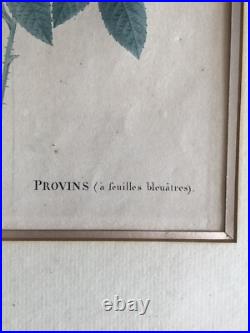 Pierre Joseph Redouté Lithographie Colorée Callica Corulea À Feuilles Bleutées