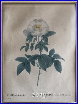 Pierre Joseph Redouté Lithographie Colorée Callica Corulea À Feuilles Bleutées