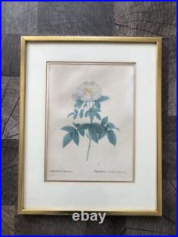 Pierre Joseph Redouté Lithographie Colorée Callica Corulea À Feuilles Bleutées