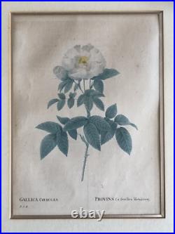 Pierre Joseph Redouté Lithographie Colorée Callica Corulea À Feuilles Bleutées