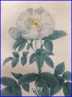 Pierre Joseph Redouté Lithographie Colorée Callica Corulea À Feuilles Bleutées