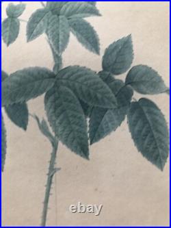 Pierre Joseph Redouté Lithographie Colorée Callica Corulea À Feuilles Bleutées