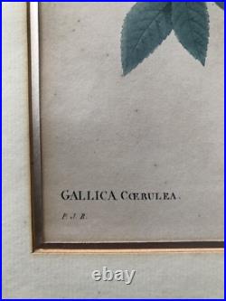 Pierre Joseph Redouté Lithographie Colorée Callica Corulea À Feuilles Bleutées