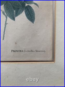 Pierre Joseph Redouté Lithographie Colorée Callica Corulea À Feuilles Bleutées
