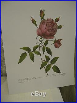 Pierre Joseph Redouté lot 100 000 imprimés 24x30cm roses agrumes fleurs fruit