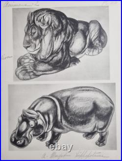 Planche illustrée Lion et Hippopotame Signée André Margat 1950 40 x 30 cm