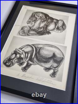 Planche illustrée Lion et Hippopotame Signée André Margat 1950 40 x 30 cm
