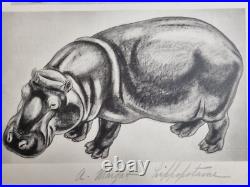 Planche illustrée Lion et Hippopotame Signée André Margat 1950 40 x 30 cm