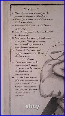 Rare curiosa gravure planche anatomie féminine curiosité médecine estampe XVIIIè