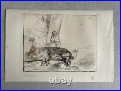Rembrandt gravure le Cochon Truie Sanglier Porc The Hog Pig Sow Wild Boar 1643