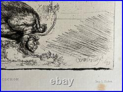 Rembrandt gravure le Cochon Truie Sanglier Porc The Hog Pig Sow Wild Boar 1643