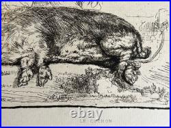 Rembrandt gravure le Cochon Truie Sanglier Porc The Hog Pig Sow Wild Boar 1643