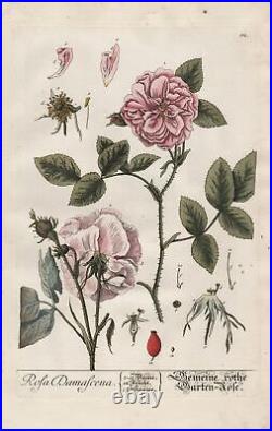 Rose Jardin Fleurs Flower Blackwell Livre D'Herbes Gravure sur Cuivre