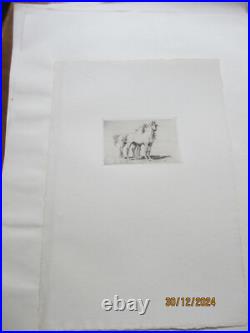 Série de 24 gravures anciennes d'Evert Van Muyden sur les animaux Série de 24 gravures anciennes d'Evert Van Muyden sur les animaux