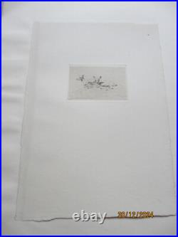 Série de 24 gravures anciennes d'Evert Van Muyden sur les animaux Série de 24 gravures anciennes d'Evert Van Muyden sur les animaux