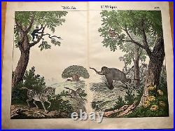 Singe Éléphant Zèbre Baobab Fleurs Antique Lithographie 1838 Colorié à la Main