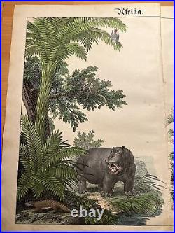 Singe Perroquet Lion Hippopotame Gazell Antique Lithographie 1838