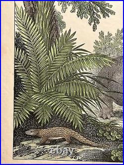 Singe Perroquet Lion Hippopotame Gazell Antique Lithographie 1838