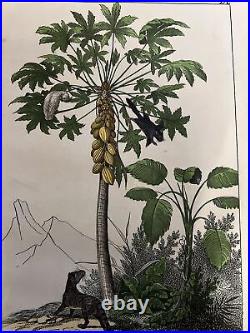 Singe Perroquet Palmiers Asie Antique Lithographie 1838 Colorié à la Main Cobra