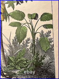 Singe Perroquet Palmiers Asie Antique Lithographie 1838 Colorié à la Main Cobra