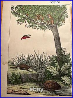 Singe Perroquet Palmiers Asie Antique Lithographie 1838 Colorié à la Main Image