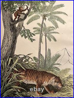 Singe Perroquet Palmiers Tigre Antique Lithographie 1838 Colorié à la Main