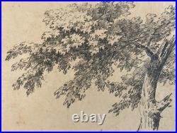 Très Belle Gravure Arbre Feuillage Feuille A Identiter Art Ancien Lithographie