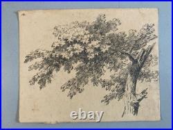 Très Belle Gravure Arbre Feuillage Feuille A Identiter Art Ancien Lithographie
