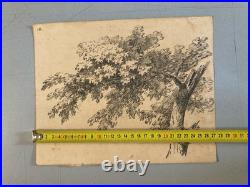 Très Belle Gravure Arbre Feuillage Feuille A Identiter Art Ancien Lithographie
