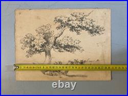Très Belle Gravure Arbre Feuillage Feuille Delacroix Art Ancien Lithographie